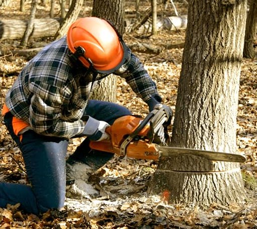 Tree Removal in Garfield, MN